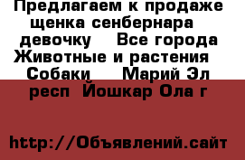 Предлагаем к продаже щенка сенбернара - девочку. - Все города Животные и растения » Собаки   . Марий Эл респ.,Йошкар-Ола г.